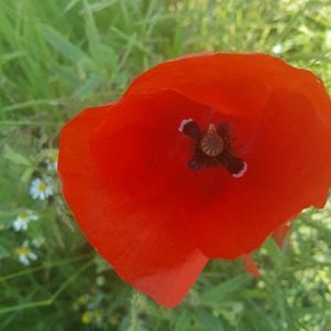 Meet your Posher, Audrey